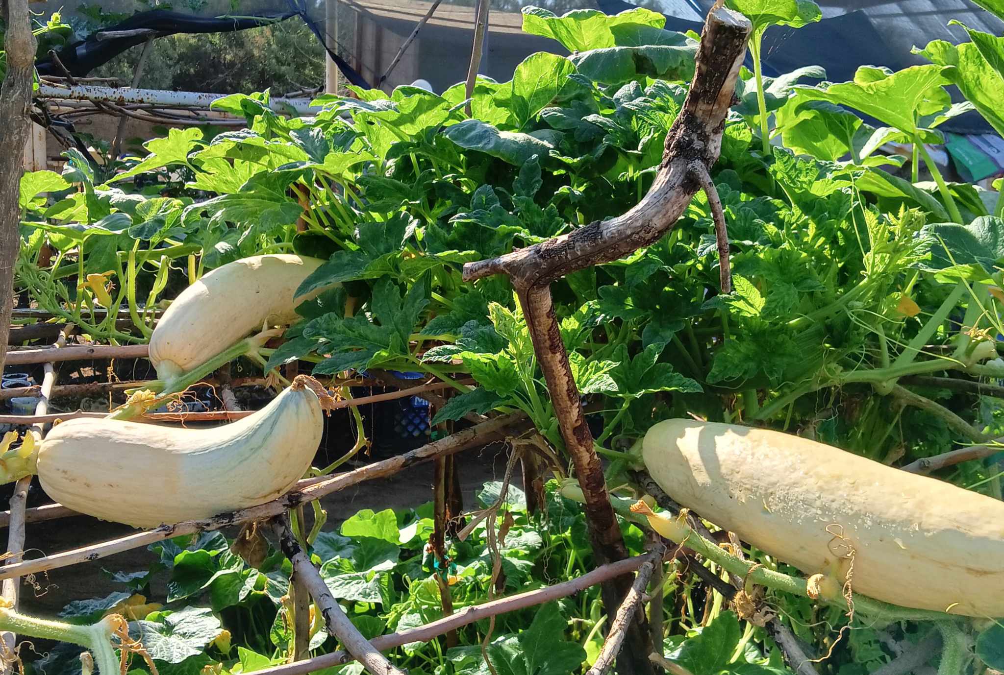 Squash growing vertically